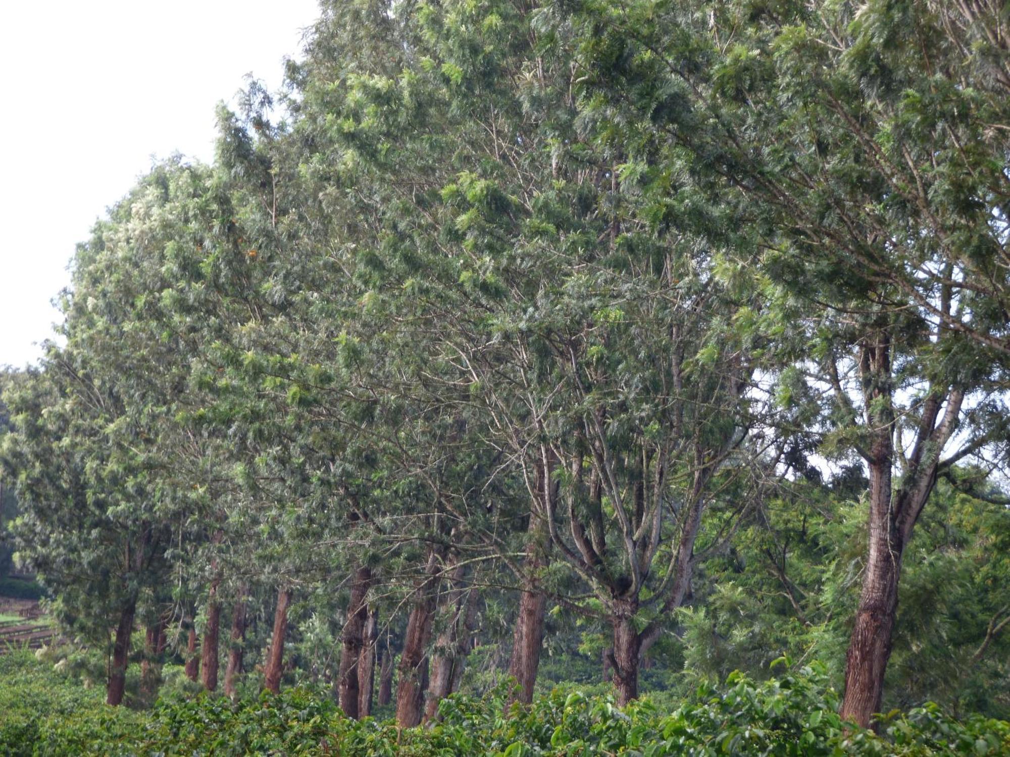 Le Pristine Wellness And Healing Hotel Nyeri Exterior foto